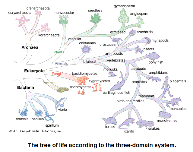 3 domains of life classification (44K)