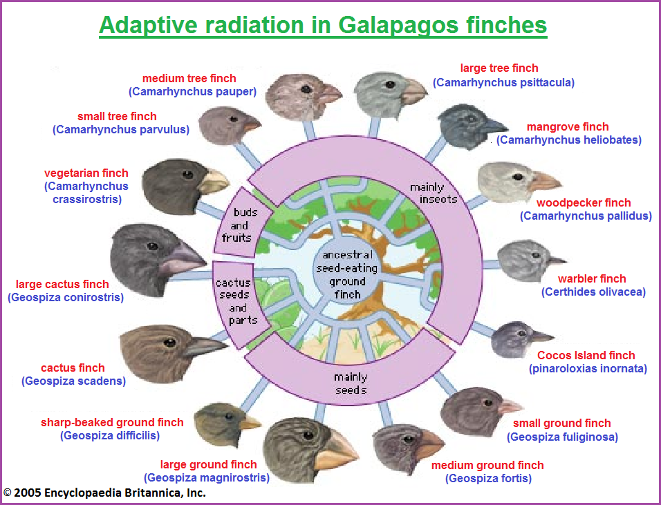 Darwin's Finches image three