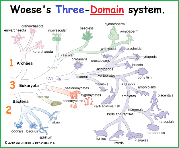 Woese's 3 DOMAINS classification system.