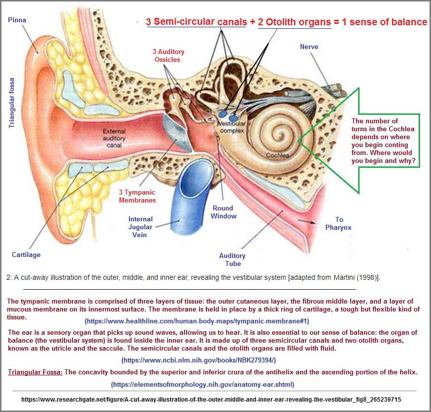 Illustration of ear showing recurring patterns-of-three
