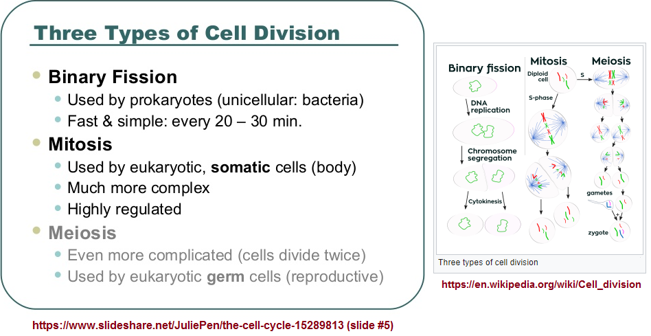 3 types of major cell division