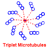 Triplet Mictrotubles