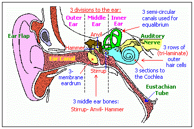 Human ear's patterns-of-three (20K)