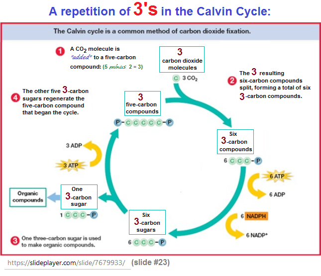 A repetition of 3s in the Benson-Calvin cycle
