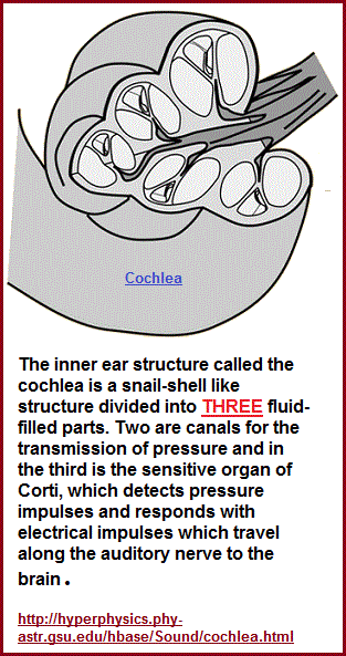 3 sectoins to the cochlea