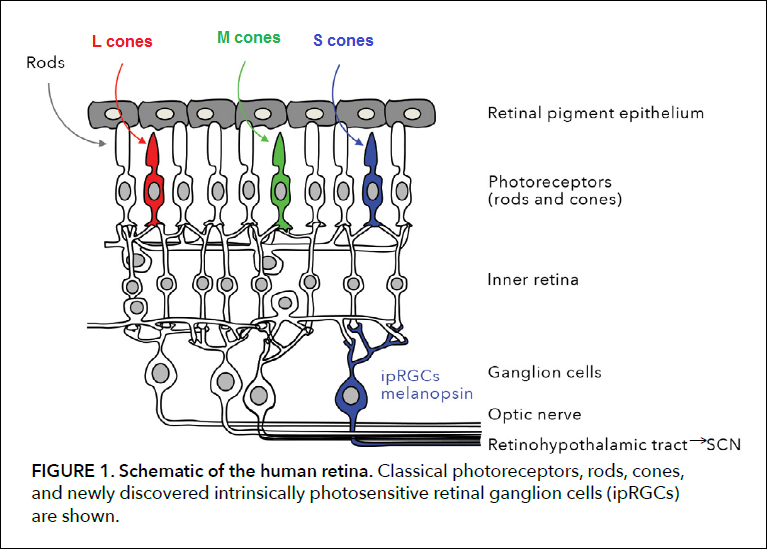 3 types of photo-receptors