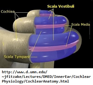 3 turns to the Scala of the Cochlea