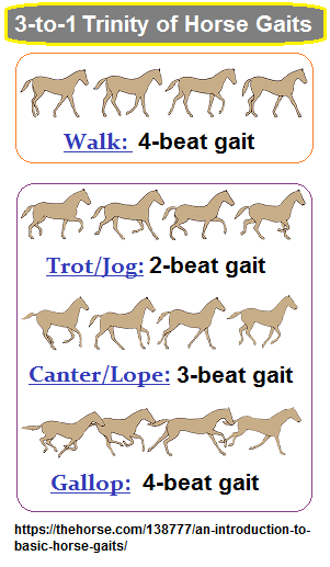 A 2, 3, 4 pattern can also be seen amongst horse mobility