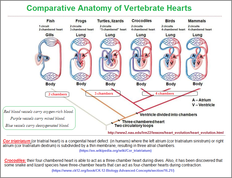 Comparative anatomy of Vertebrate hearts