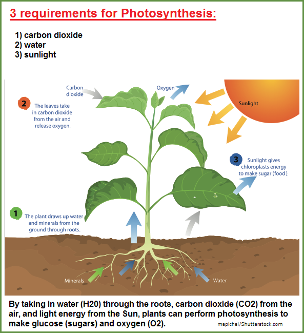 3 requirements for photosynthesis