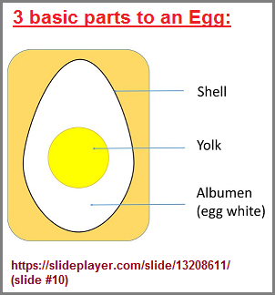Three Basic parts to an egg