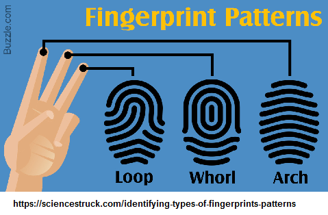 3 basic types of fingerprints