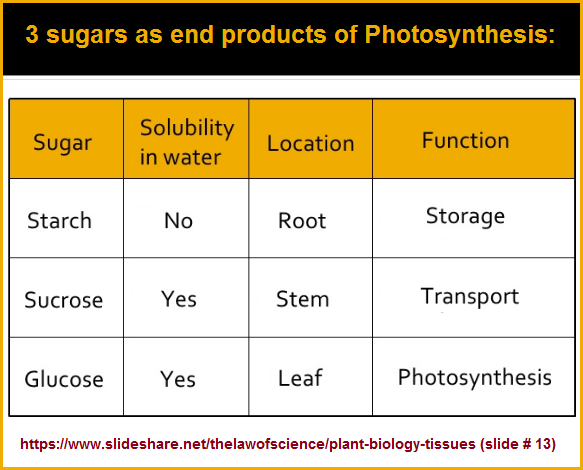 3 sugars as end products of photosynthesis