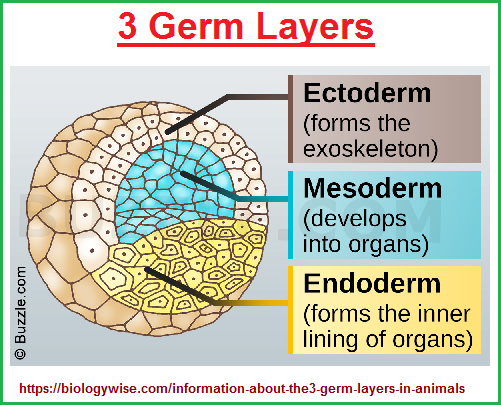 3 germ layers