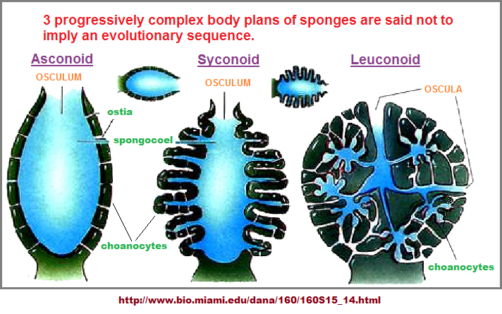 3 types of Sponge body plans