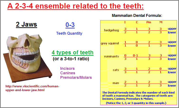 2,3,4 model of mammalian dentition