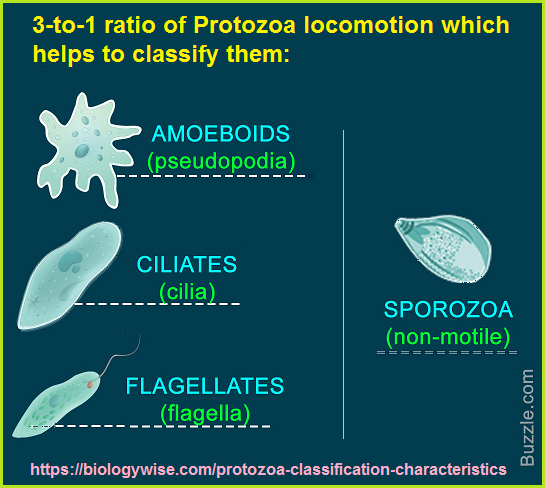 Three types of Protozoa locomotion