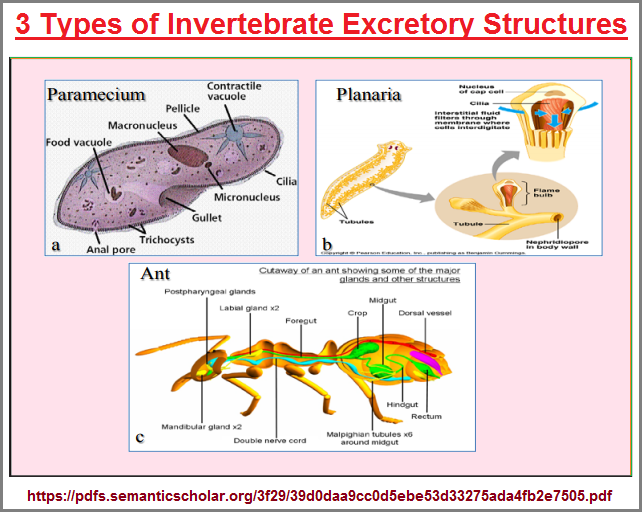 3 invertebrate excretory systems