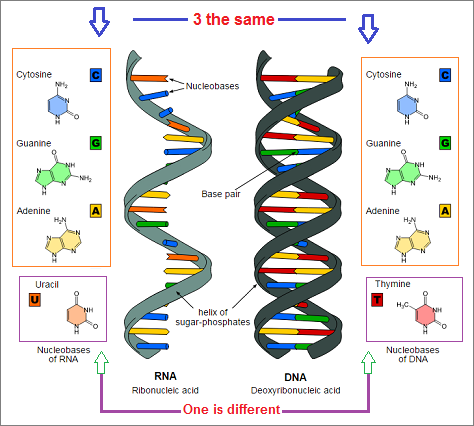 3 to 1 ratio outlined in RNA and DNA similarities