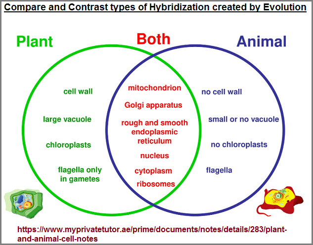 Compare and contrast animal and plant cell hybridizations