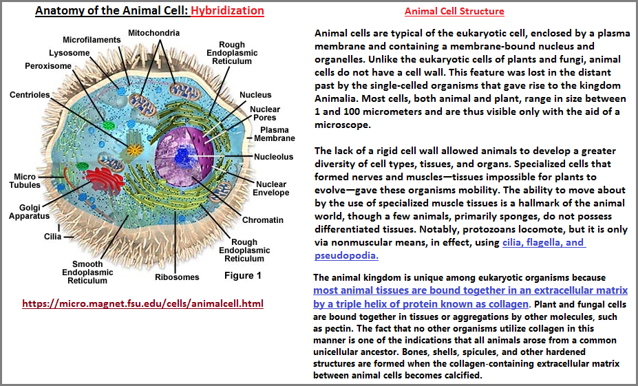 Components of a hybrided animal cell
