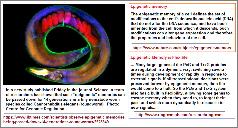 Vrious articles on epigenetic memory
