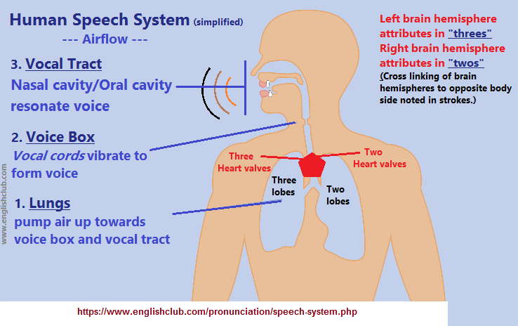 Human speech system (51K)