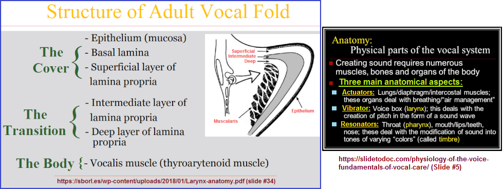Vocal system illustration (220K)
