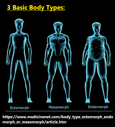 3 basichuman  body types