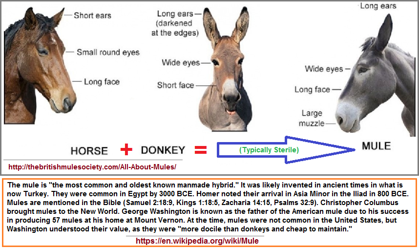 The mule hybrid from a female horse and male donkey