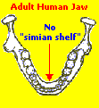 Adult Human Jaw