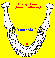 Kwangsi Giant Jaw