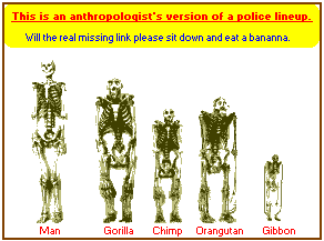 Lineup of Skeletons