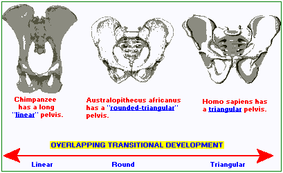 3 forms of pelvis
