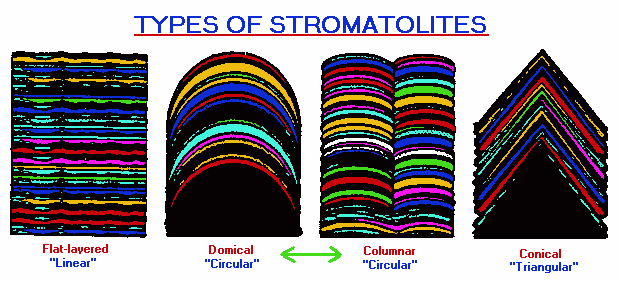 Stromatolite varieties (11K)
