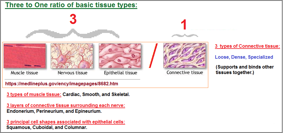 3 to 1 pattern seen in basic tissue types