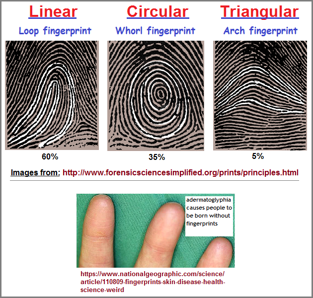 3 basic fingerprint patterns correleated with the line, circle and triangle.