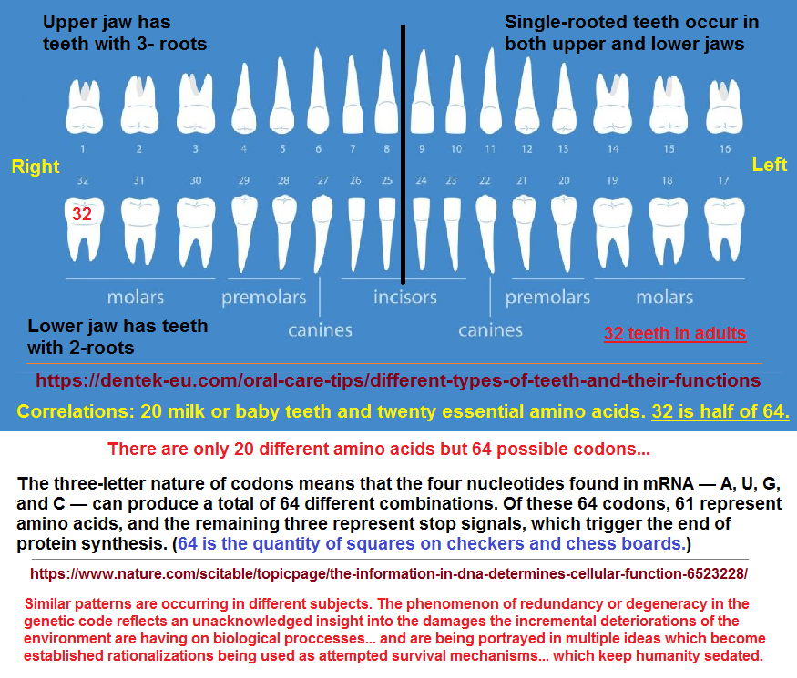 One, two and three roots of human teeth