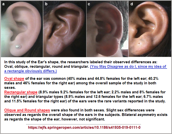 human Ear shapes (282K)