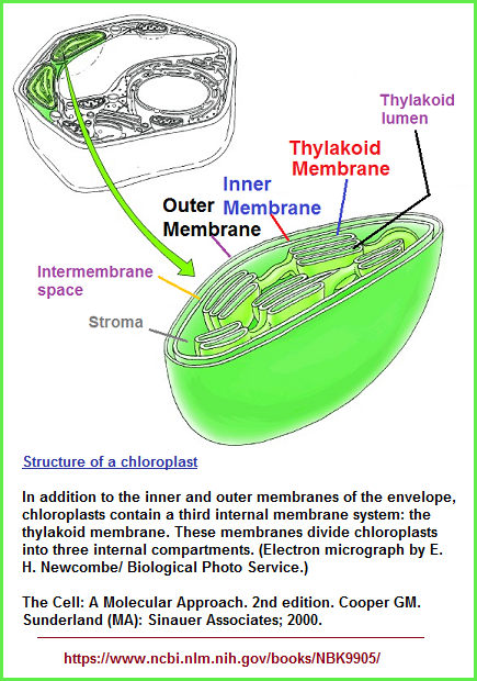 3 membranes of chloroplasts