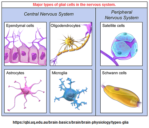 Major types of glial cells in the nervous system