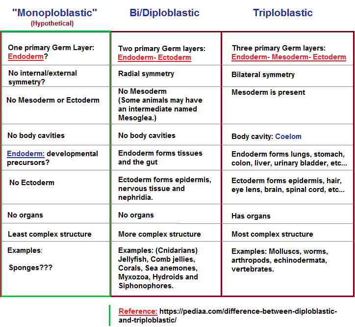 Monoploblastic, Diplobalstic and Triploblastic comparisons