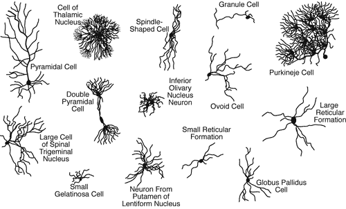 Multiple types of neurons