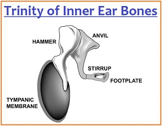 Trinity of Inner Ear bones