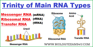 Trinity of Main RNA types