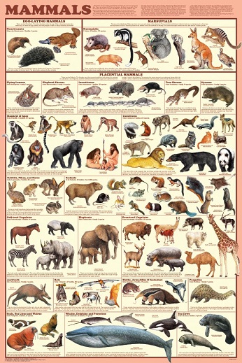 Various mammals