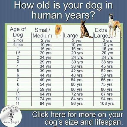 Comparing dog years to human years