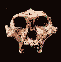 Skull of A. Robustus