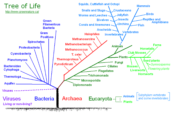 3 domains of life without a tree image