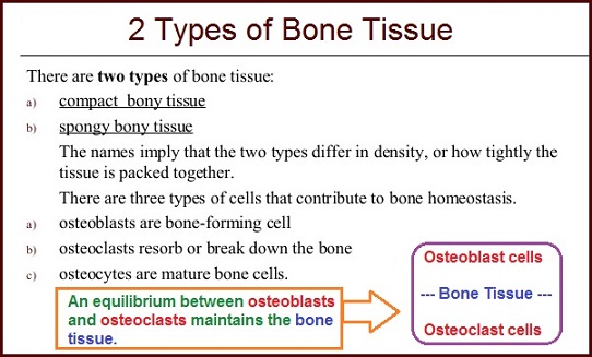 Types of Bone Tissue